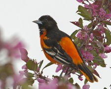 Evening Bird Walk at Northwest Park