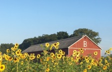 Brown's Harvest 40th Season