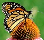 Attracting the Birds, Butterflies, 