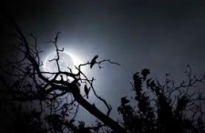 "Creatures of the Night" 