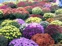 2018 Annual Mums Sale