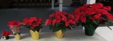 Poinsettia Sale